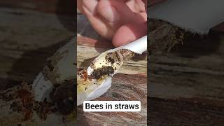 The Solitary Mason Bees