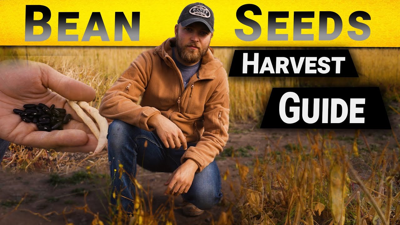 Harvest Bean Seeds: A Quick Guide with MacKenzie Drebit!
