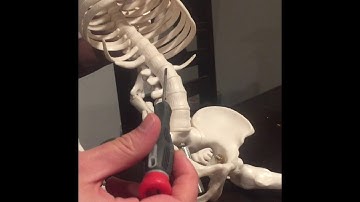 Week 3 Axial Skeleton Video Pt 2