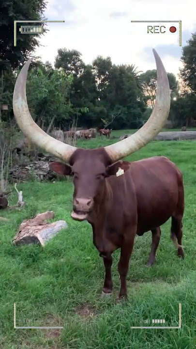 ⭕ANKOLE WATUSI CATTLE ✅ Biggest Bulls And Cow