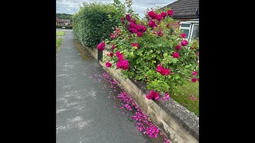 سورة الأحزاب برواية ورش عن نافع بصوت الشيخ محمد سايد