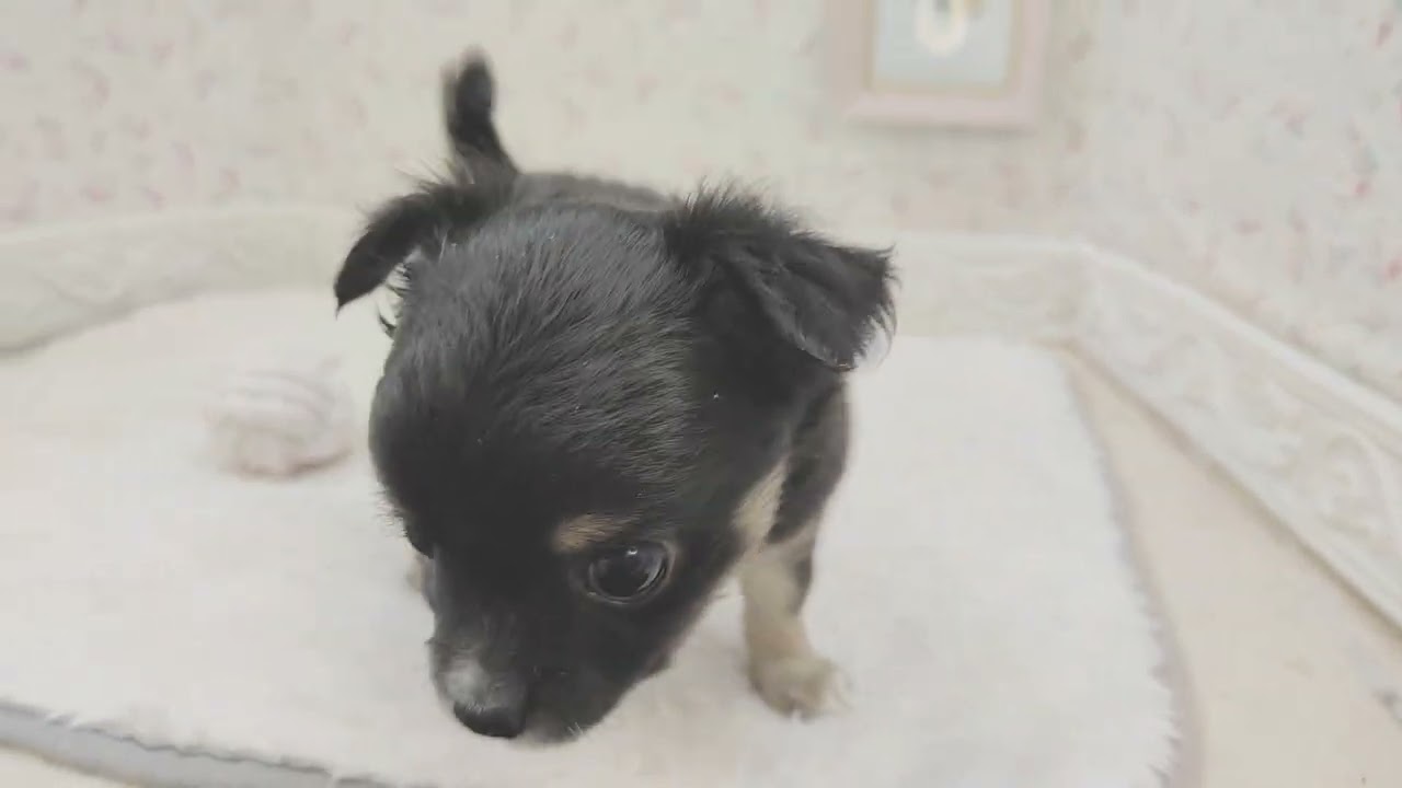 197279チワワちゃん - YouTube