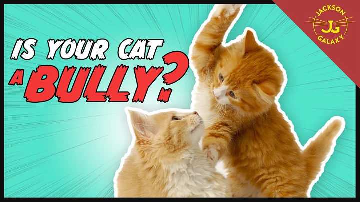 What is the Napoleon Cat? Is Your Cat a Bully? | Cat Daddy Dictionary - DayDayNews