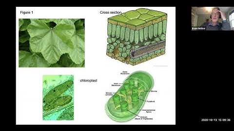 (12) BIOL140 Lecture 13 - Guest lecture, Professor Brent Helliker - Stable isotope analysis