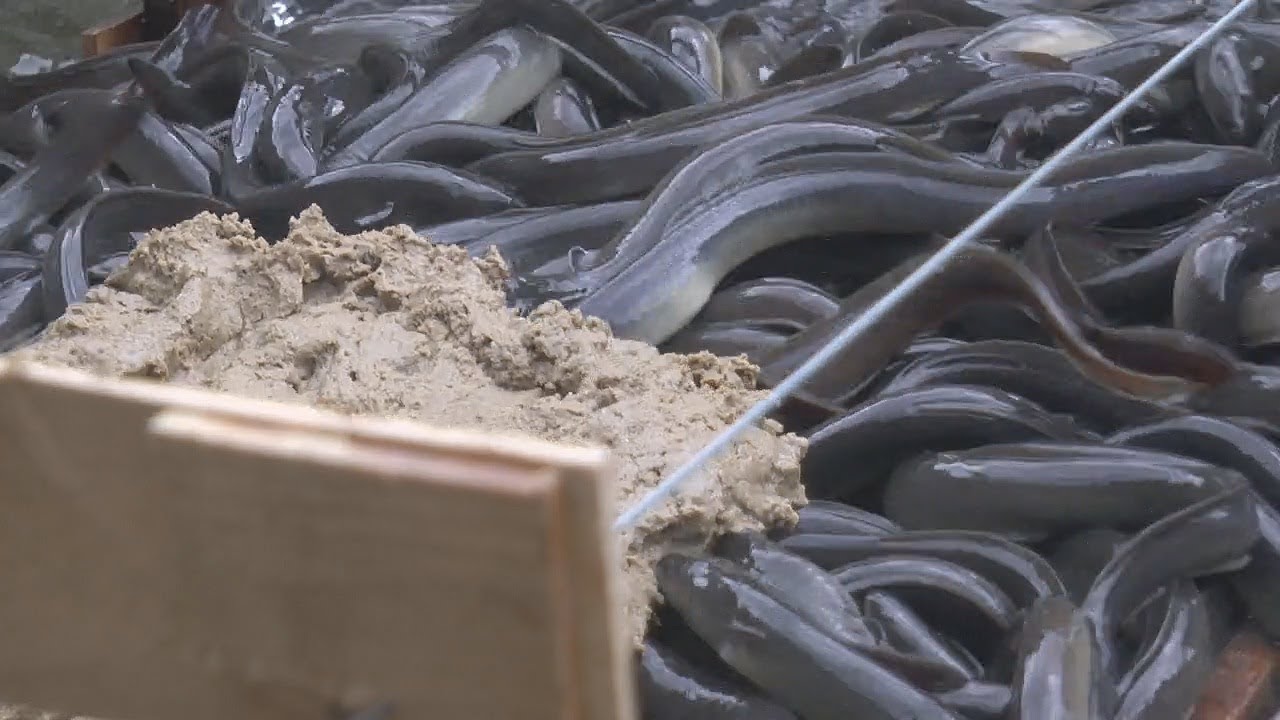 INILAH 7 JENIS PAKAN BELUT ALAMI YANG MUDAH DITEMUKAN DAN MURAH