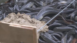 THESE ARE 7 TYPES OF NATURAL EEL FEED THAT ARE EASY TO FIND AND CHEAP