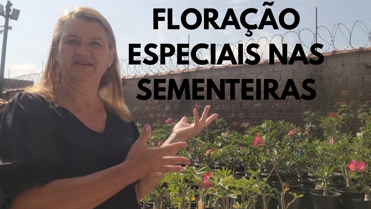 Me surpreendi com tudo isso! 🌹 Rosas do deserto, com Flores Exuberante! Muito especial!