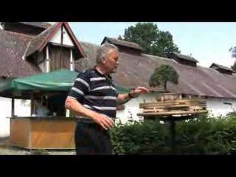 kishu bonsai Kishu Shimpaku Juniper, JCS8 – Cedar Rose Nursery main image 1