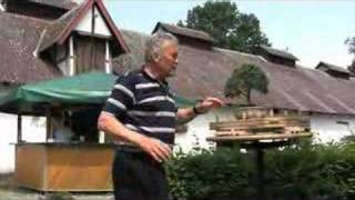 Bonsai-Fachforum Sommerfest 2008 - Potenzialerkennung Stefans Wacholder -  YouTube
