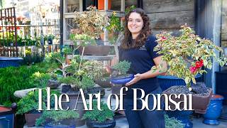 The Art of Bonsai: Everything You Need to Know About Growing Bonsai Trees