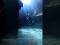 Mysterious #freediving #okinawatrip #フリーダイビング #沖縄観光