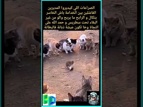 صراعات الحازقين الأفقية المغرب  الجزائر سخرية اكسبلور ترند    