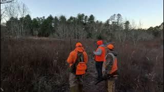 Pheasant hunting in Rhode Island Big River