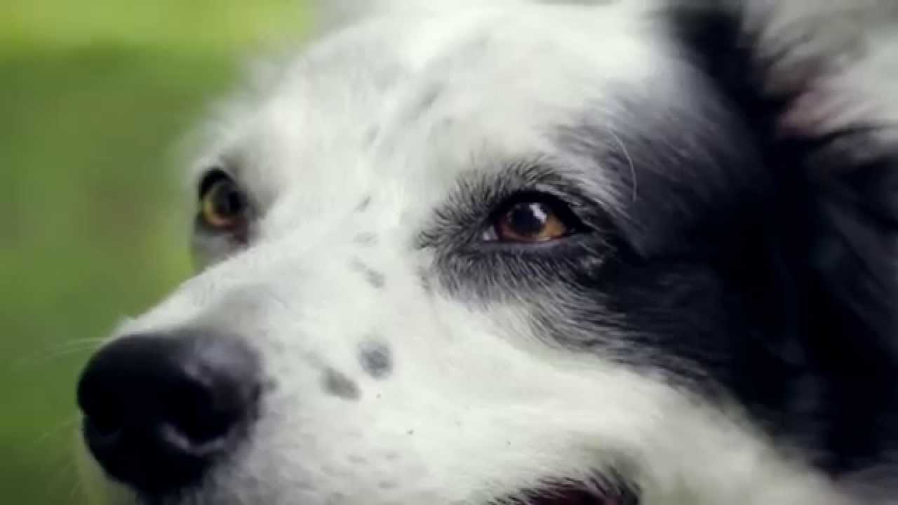 How Many Words Can Dogs And Cats Understand