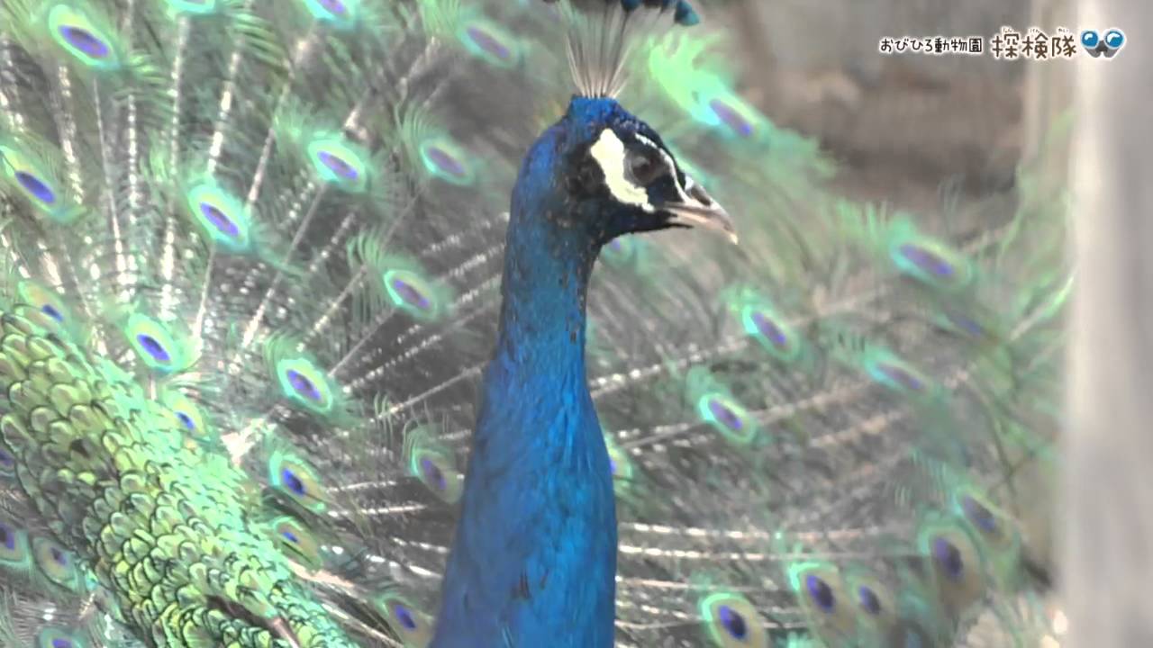 おびひろ動物園探検隊 羽を広げるオトウサン インドクジャク Youtube