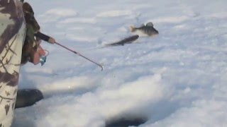 Зимняя рыбалка на Гусином озере 26 02 2016