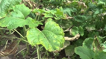 Herbicide Resistance Management: Herbicide Mode of Action Breakdown