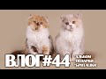 ВЛОГ#44: странный альбом, подарки и бриташки