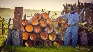 Как мы готовимся к добыче бортевого мёда в лесах Башкирии