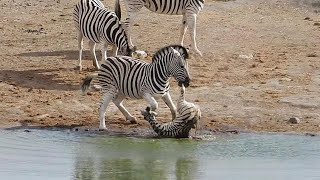Aɱαȥιɳɠscenes Of Zebras Trying To Mate