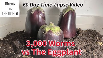 3,000 Red Wigglers vs The EGGPLANT | 60 day Time-Lapse Fast Playback