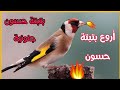 بتبتة حسون جنونية🔥. أقوى بتبتة لتهييج و تحفيز الحسون الساكت على التغريد والهيجان