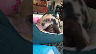 Baby Pig Wants To Play With Puppy