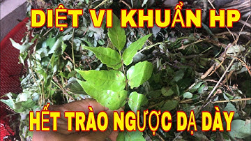 Tạm biệt trào ngược dạ dày  đơn giản bằng cây chè dây.