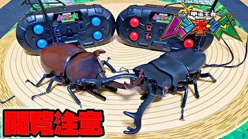 甲虫王者ムシキング リモコン操作でカブトムシを戦わせる動画 Mp3