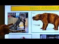 16 Animals of Australia - PowerPoint Presentation - Reupload - Part V