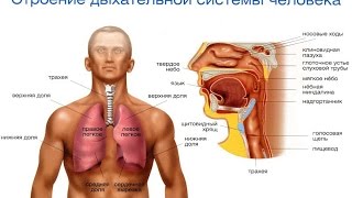 Органы дыхания - Анатомия просто! Органы дыхания - Анатомия просто!