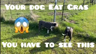 Why Does my Dog Eat Gras? American bully xl