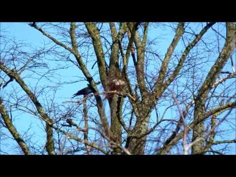 Red Kite and a Crow