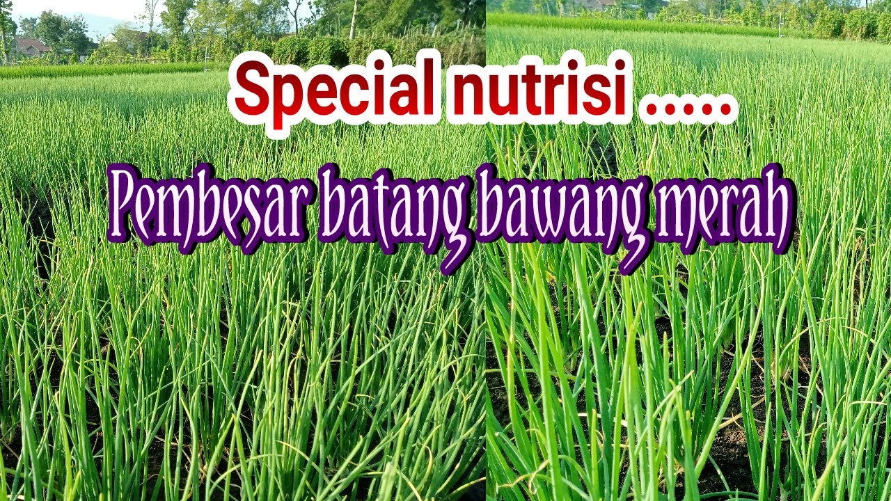 Special nutrisi pembesar batang bawang merah