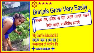 Brinjals Grow Very Easily জমত ব টব বগন রপন করন बगन खइय, डयबटस हटइय