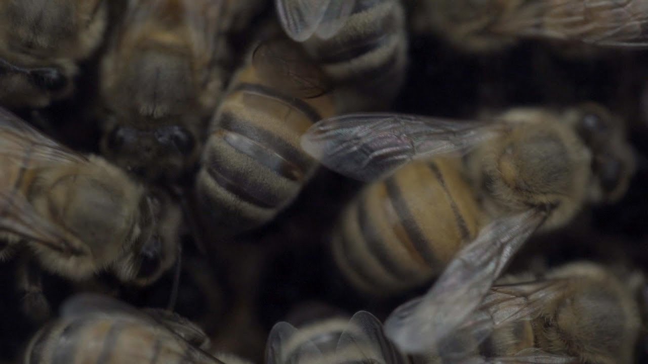 Bee Migration ABC News YouTube