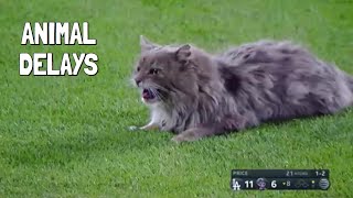MLB HILARIOUS Animal Delays