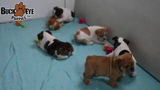 Playful English Bulldog Mix Puppies