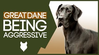 AGGRESSIVE GREAT DANE TRAINING! How To Train Aggressive Great Dane Puppy!