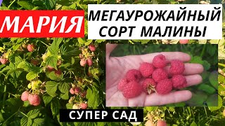 Лучший сорт ранней малины Мария- самая урожайная, красивая и вкусная малина