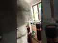Hey, hey! #shorts #viral #cute #cat #cutecat