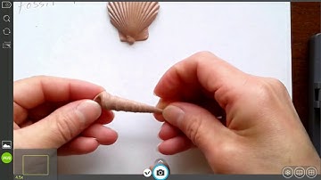 Fossil Correlation Lab