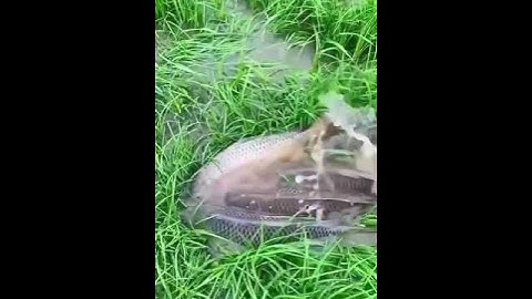 Về Quê xem cá chép tụ tập đẻ trứng mùa mưa. #shorts