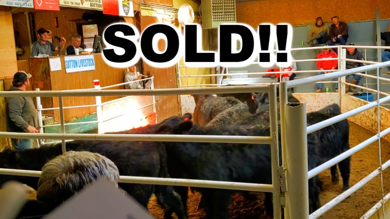 Selling My Calves At Sutton Livestock YouTube