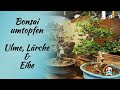 Bonsai umtopfen & Wurzeln schneiden / Ulme , Lrche und Eiben Bonsai -  YouTube