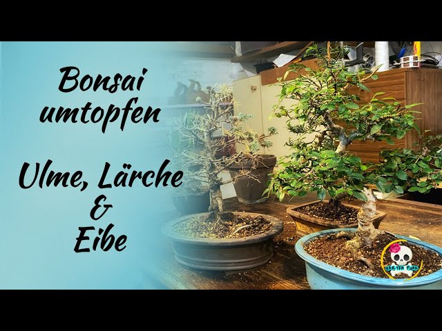 Bonsai umtopfen & Wurzeln schneiden / Ulme , Lrche und Eiben Bonsai -  YouTube