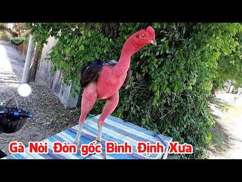 Lần đầu thấy Gà Nòi Đòn gốc Bình Định Xưa được rao bán tại miền quê Cái Bè│Yêu Miền Tây 63