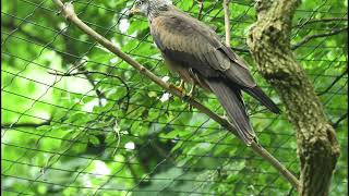 Nibbio Bruno Con Richiamo