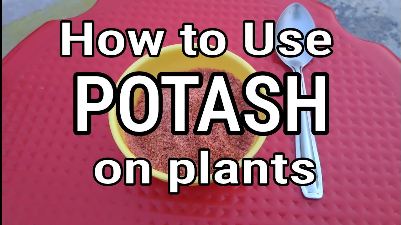 How to use Potash on plants YouTube