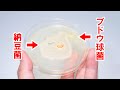 どちらが勝つか?納豆菌 VS ブドウ球菌